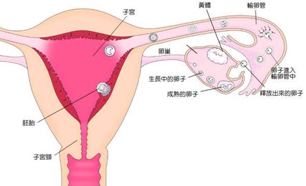 哪些原因会让女性得卵巢性不孕
